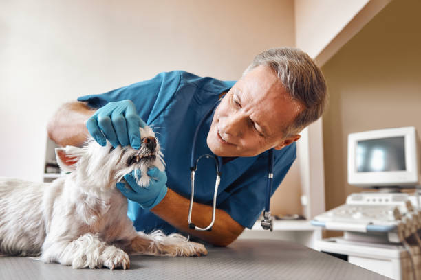 Best Emergency Care for Gum Disease in Hyde, PA